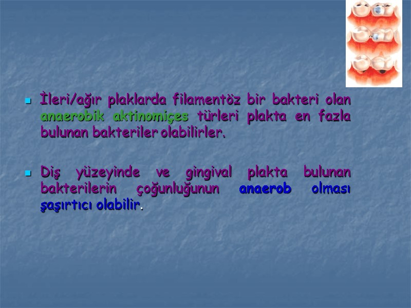 İleri/ağır plaklarda filamentöz bir bakteri olan anaerobik aktinomiçes türleri plakta en fazla bulunan bakteriler